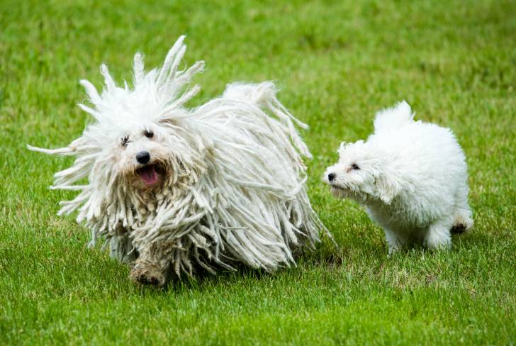 Un chien Puli et un chiot Puli jouent dans l'herbe