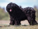 Un Puli noir se tient debout dans un champ