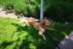 Un Miniature Golden Retriever au pelage sable, se tenant allongé dans l'herbe 