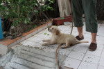 Un chiot Miniature Golden Retriever au pelage sable, allongé sur le carrelage d’une terrasse