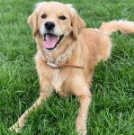 Un Miniature Golden Retriever au pelage bicolore , allongé sur un terrain herbeux , ayant la gueule ouverte et portant un collier autour du cou 