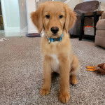 Un Miniature Golden Retriever au pelage bicolore , assis sur un tapis en fixant la caméra et portant un collier autour du cou 