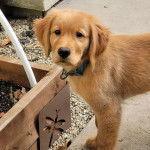 Un Miniature Golden Retriever au pelage fauve, debout sur un sol en béton , portant un collier autour du cou et regardant la caméra 