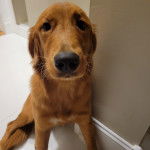 Un Miniature Golden Retriever au pelage fauve , assis sur un sol carrelé et regardant la caméra 