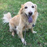 Un Miniature Golden Retriever au pelage bicolore , assis sur un terrain herbeux , la langue pendante et tenu en laisse 