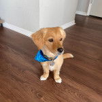 Un Miniature Golden Retriever au pelage bicolore , assis sur un plancher en bois, portant un bandana bleu et un collier autour du cou 