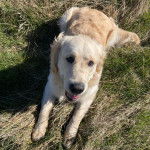 Un Miniature Golden Retriever au pelage bicolore , allongé sur un terrain herbeux  , la gueule légèrement ouverte