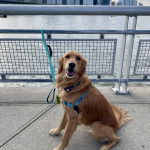 Un Miniature Golden Retriever,assis sur un sol en béton , portant un harnais et un collier autour du cou