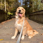 Un Miniature Golden Retriever au pelage fauve et blanc , assis sur une passerelle en tirant la langue et portant une laisse