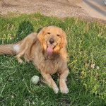 Un Miniature Golden Retriever au pelage bicolore , allongé sur un terrain herbeux , la langue pendante et fixant la caméra 