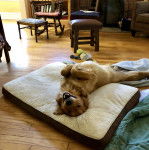 Un Miniature Golden Retriever au pelage bicolore, étendue sur un lit avec ses pattes avant repliées et la gueule légèrement ouverte.
