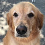 Un Miniature Golden Retriever au pelage fauve et blanc , tenu en laisse 