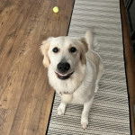 Un Miniature Golden Retriever au pelage blanc , assis sur un tapis et portant un collier autour du cou