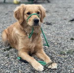 Un Miniature Golden Retriever au pelage fauve , allongé sur des gravillons et portant une laisse