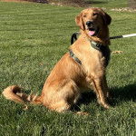 Un Miniature Golden Retriever au pelage fauve , assis sur un terrain herbeux , portant un harnais et tenu en laisse