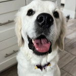 Un Miniature Golden Retriever au pelage blanc , assis sur un sol carrelé la gueule légèrement ouverte et portant un nœud autour du cou 