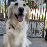 Un Miniature Golden Retriever au pelage blanc,assis sur un sol en béton et portant un collier autour du cou 