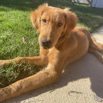 Un Miniature Golden Retriever au pelage fauve,allongé sur un sol en béton et fixant la caméra 