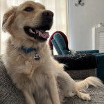 Un Miniature Golden Retriever au pelage bicolore,assis dans un canapé la gueule légèrement ouverte et portant un collier autour du cou