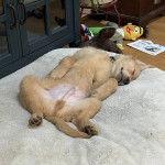 Un Miniature Golden Retriever au pelage bicolore,allongé sur une couchette et semblant détendu 