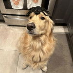 Un Miniature Golden Retriever au pelage bicolore , assis sur un sol carrelé et ayant une areignée sur la tête 