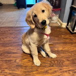 Un Miniature Golden Retriever au pelage bicolore,assis sur un plancher en bois et portant un collier autour du cou 