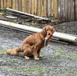 Un Miniature Golden Retriever au pelage fauve,assis sur un sol jonchés de feuilles mortes et ayant un objet dans la gueule 