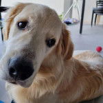 Un Miniature Golden Retriever au pelage bicolore,allongé sur un sol carrelé en inclinant sa tête de côté