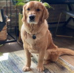 Un Miniature Golden Retriever au pelage bicolore,assis sur un plancher de bois et portant un collier autour du cou 