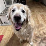 Un Miniature Golden Retriever au pelage bicolore,assis sur un sol carrelé,et ayant la gueule ouverte