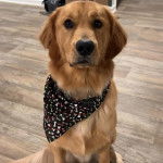 Un Miniature Golden Retriever au pelage bicolore,assis sur un sol carrelé et portant un bandana