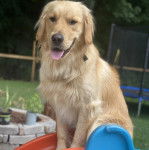 Un Miniature Golden Retriever au pelage bicolore,assis sur un toboggan et portant un collier autour du cou 