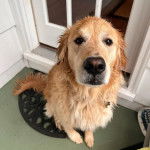 Un Miniature Golden Retriever au pelage bicolore,regardant la caméra et semblant mouillé 
