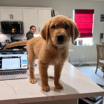 Un Miniature Golden Retriever au pelage fauve,debout sur un plan de travail et portant un collier autour du cou