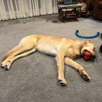 Un Miniature Golden Retriever au pelage bicolore,allongé sur un tapis et ayant un objet dans sa gueule 