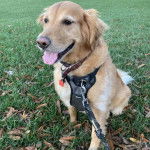 Un Miniature Golden Retriever au pelage bicolore,assis sur un terrain herbeux,portant un harnais et un collier autour du cou 