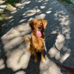 Un Miniature Golden Retriever au pelage fauve,ayant la langue tendue en regardant la caméra et tenu en laisse 