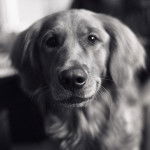 Un Miniature Golden Retriever au pelage noir et aux oreilles tombantes , regardant la caméra 