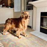 Un Miniature Golden Retriever au pelage fauve,debout sur un tapis 