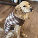 Un Miniature Golden Retriever au pelage bicolore,assis sur un plancher de bois et vêtu d'un habit 