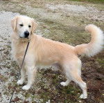 Un Miniature Golden Retriever au pelage bicolore,debout sur un sol recouvert de caillasse et tenu en laisse 