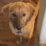 Un Miniature Golden Retriever debout sur un plancher de bois , regardant la caméra et portant un collier autour du cou 