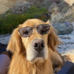 Un Miniature Golden Retriever au pelage fauve,allongé et portant des lunettes 