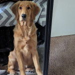 Un Miniature Golden Retriever , assis devant un mirroir