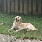 Un Miniature Golden Retriever allongé sur terrain herbeux en ouvrant légèrement la gueule 