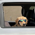 Un Miniature Golden Retriever au pelage bicolore,assis dans un véhicule et portant des lunettes 