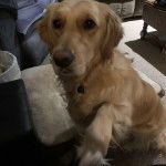 Un Miniature Golden Retriever au pelage bicolore,assis en levant une patte et portant un collier autour du cou