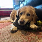 Un Miniature Golden Retriever au pelage bicolore,allongé sur un tapis et ayant une chaussure dans sa gueule