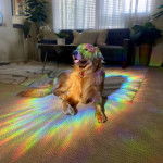 Un Miniature Golden Retriever au pelage fauve,allongé sur un tapis et portant un collier autour du collier autour du cou 