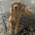 Un Miniature Golden Retriever allongé sur un lit et regardant la caméra 
